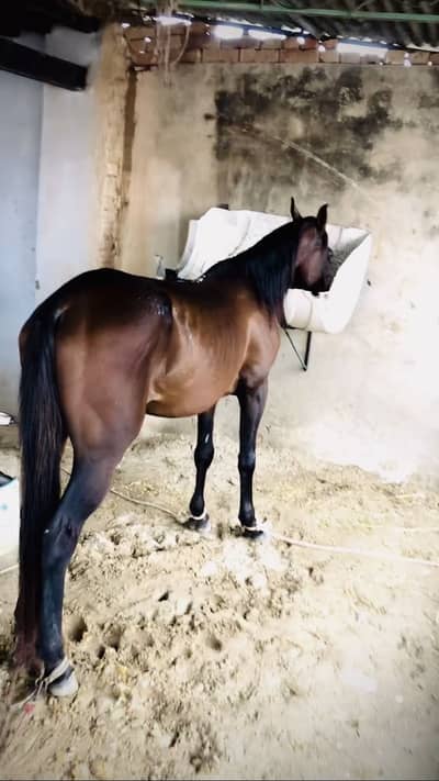 Desi Naiza Baz Ghora