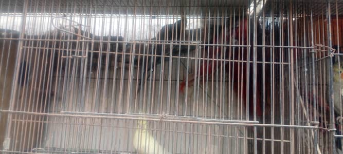 cocktail bajri istalain