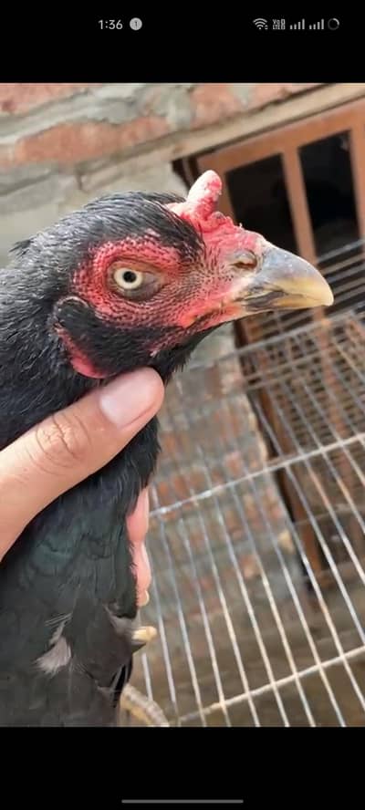 ASSEL MURGI HA BHUT PYARI (MASHALLAH)