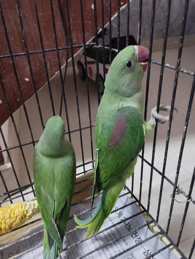 healthy active raw parrot babies