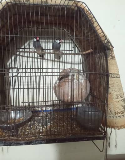 Java barder pair sale Only pair cage ni hi sath03054508302
