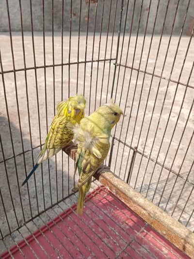 Exhibition and hogo pear available