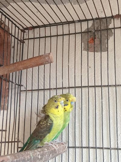 bw hogo dubal flower Breeder pear