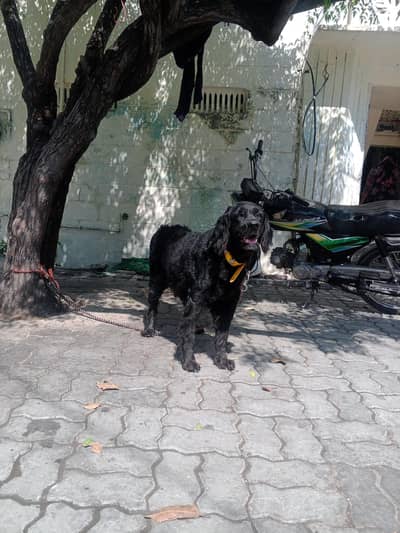 black ratevier and spaniel female for sale