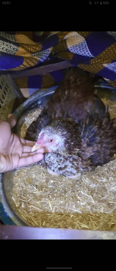 kurak Madi for sale 03285873706