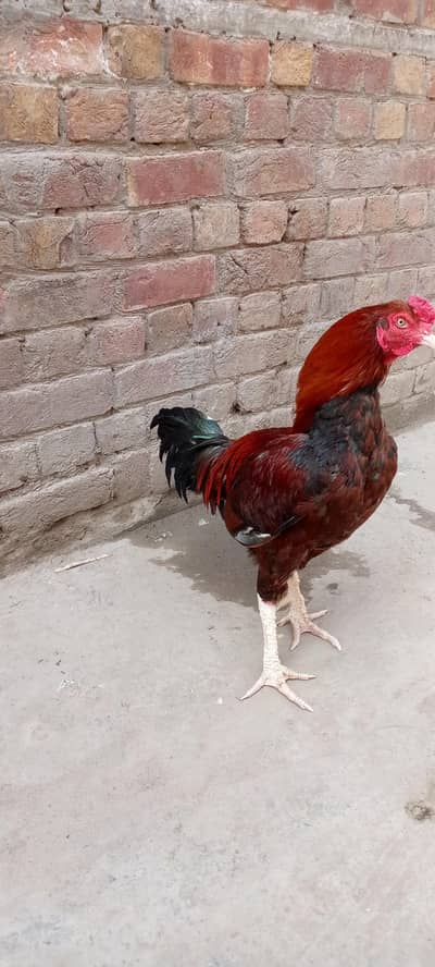 for sale 03204050110