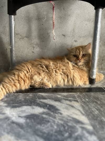 Persian 1 male 2 female