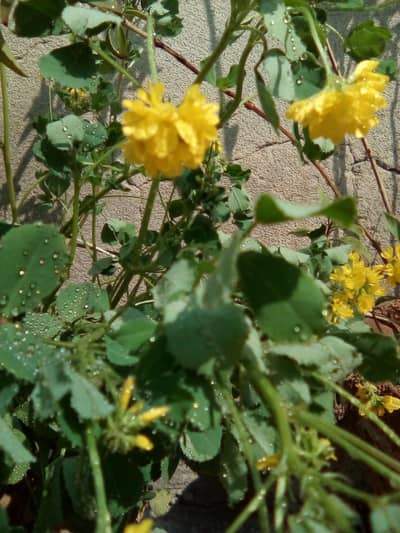 mujhe 4ya 5000 tak phone chahie touch