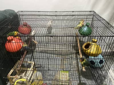 9 love birds for sale with cage