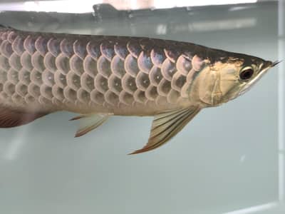 Cross Back( Golden Arowana Blue base)