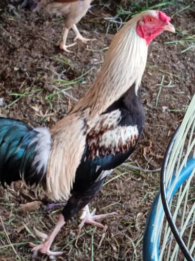 koi bimari Nahin hai bade kad Ka murga hai aur acchi nasl hai mianwali