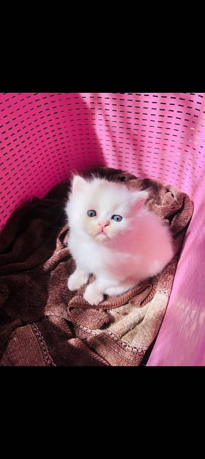Persian kittens