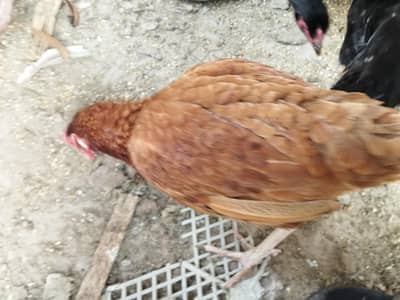 desi hens are available