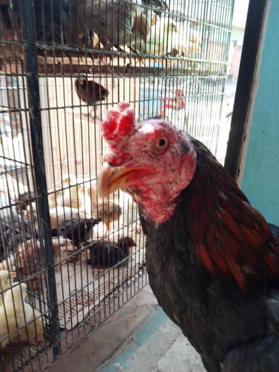 valati MURGA FOR SALE