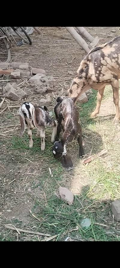 bakri Sath male our female bachy