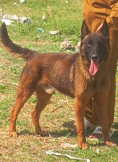 pure Belgium melinos male full train healthy and active