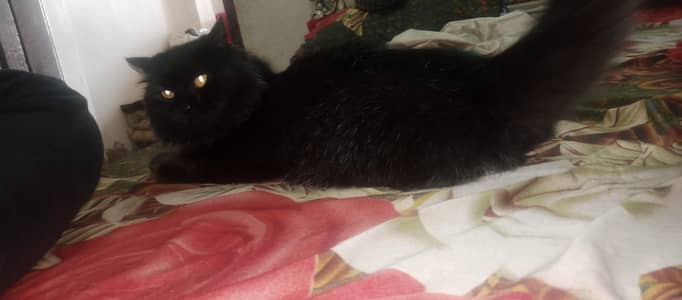 Persian black cat triple coated  long hair