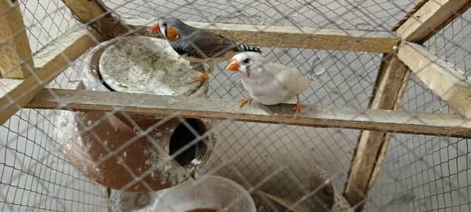 zebra finches
