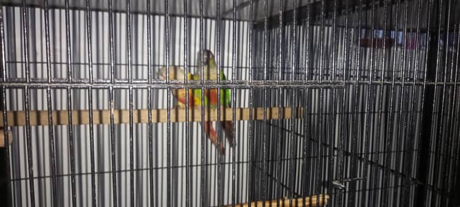 Pineapple, Green chiks conure DNA pairs