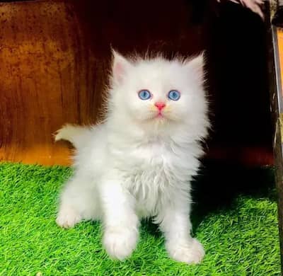 Persian female kitten for sale My WhatsApp number 03-29-26-68-929