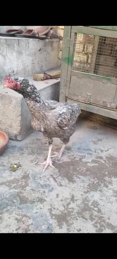 Saleti cheeni kudak female with 2 chick new born mazboot female hai