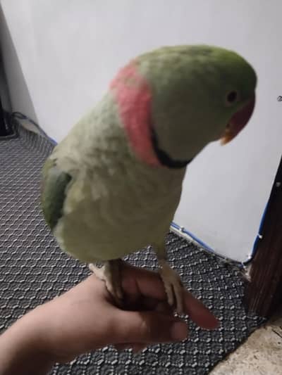 Green Parrot with Cage for Sale – Healthy & Active 