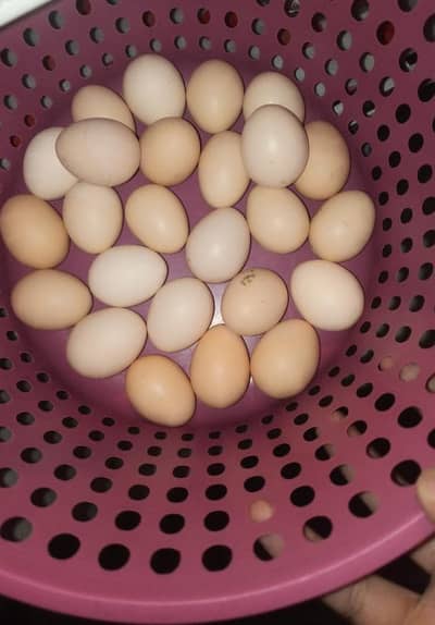 desi golden misri eggs for sale 400 dezon per egg 35