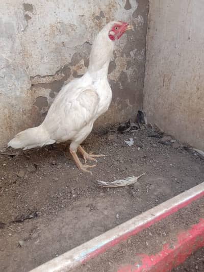 Heera aseel madi for sale contact no 03301387859 location chirah