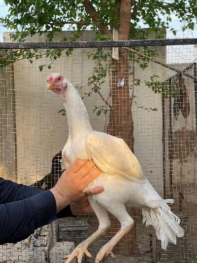 Indian Parrot Beak Long Tail aseel