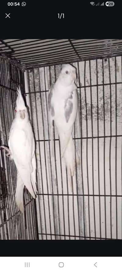 cocktail eno and vpied pair breedar pair