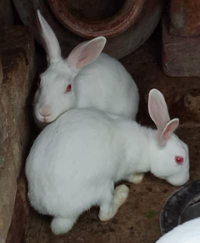 Rabbit red eyes pure white breader female, male
