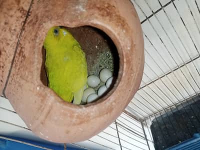 Australian Parrot Bujris