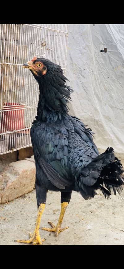 Aseel thai chick  mashallah very active and beautiful