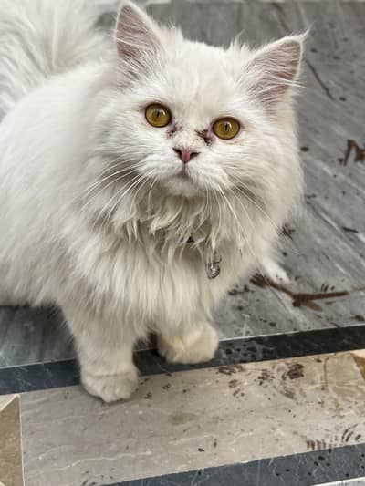 Parsian Cat for Sale