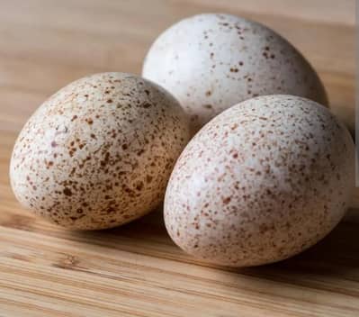Turkey Eggs Different