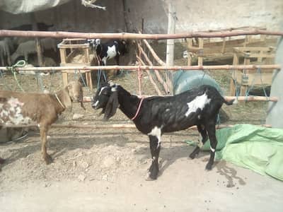 2 Bakriya hy Healthy Goats For sale 03420987931