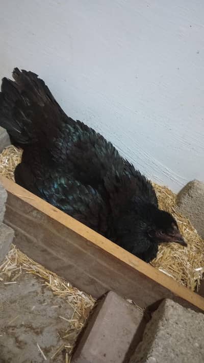 mushka or mianwali chicks