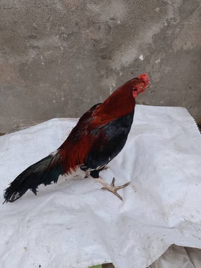 Healthy and Active Aseel rooster 10 month old for sale