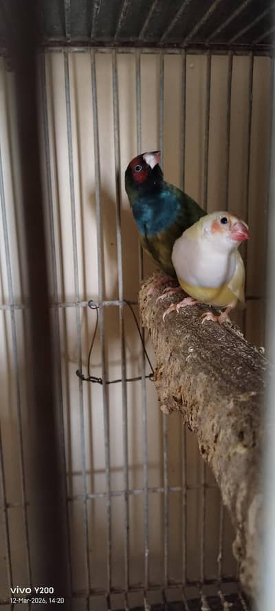 olive/blue split and yellow gouldian finches (Whatsapp:0341 1125660)