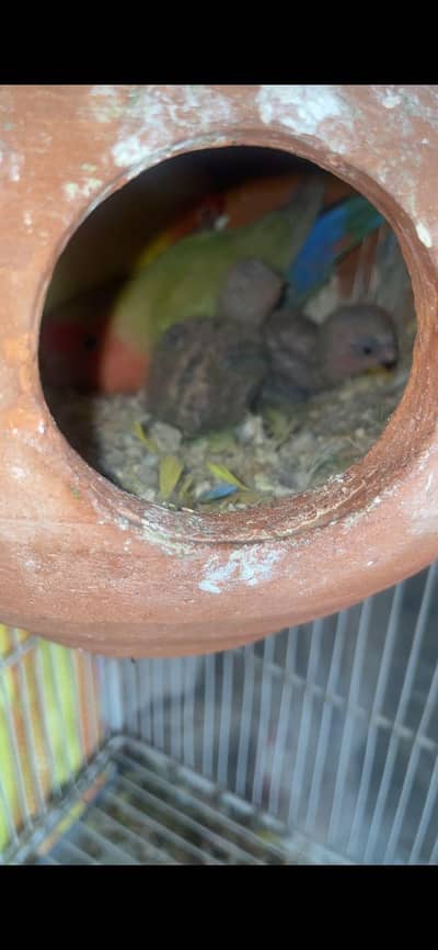 Lovebirds Ka Pura breeder setup for sale with cages boxes srf pairs b