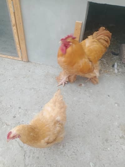 Golden buff fertile eggs for sale