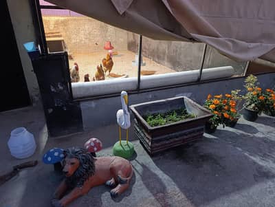 Hens Parrots and Complete Setup