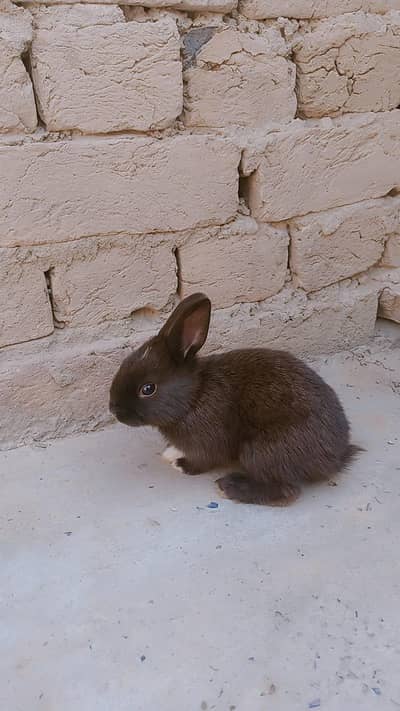 Rabbit babies available, color black and white