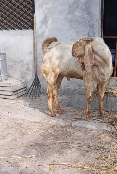 Sialkoti Bittel Bakra