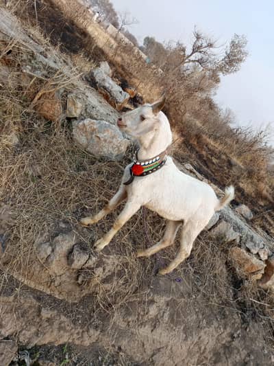 tapra Bakra for sale