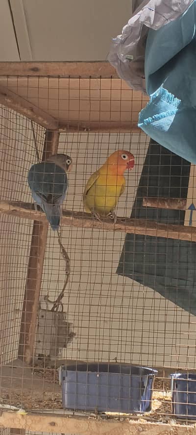 4 pair Australian parrot  1 pair love birds 1 pair golden puff
