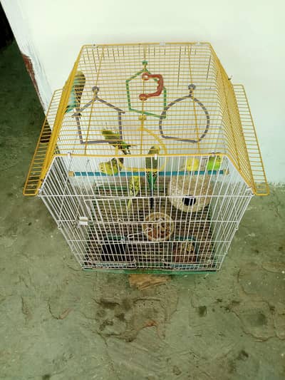 Two Birds Cages for Urgent Sale with Birds