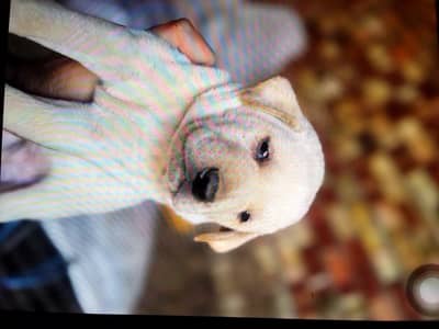 Labrador male pup(03071069008)