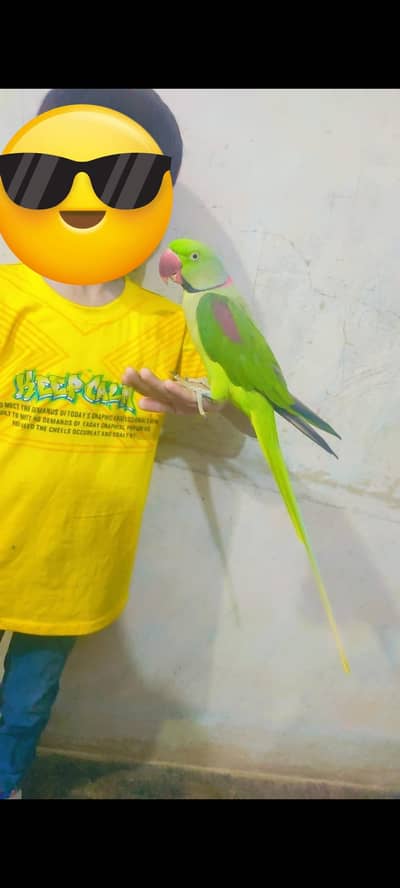 Tame talking adult males