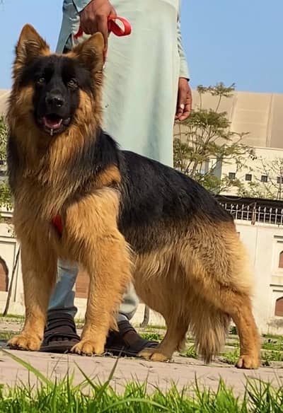 German shepherd male full long Cort show class male